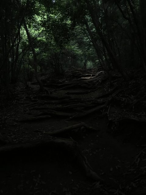 稲荷山コース。木が茂っている場所は暗かった。
